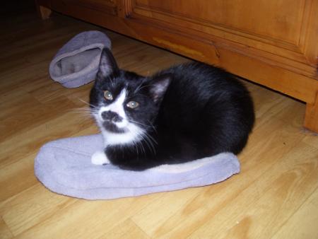 ma chatte .....???????