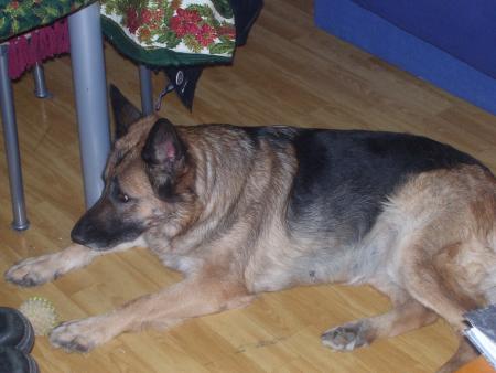 quelle chienne !!!!!